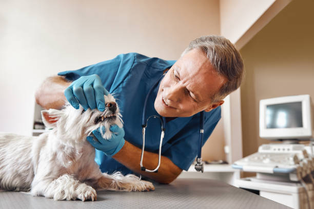 Best Dental Abscess Treatment in Bayonet Point, FL